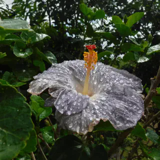 Fleur d'hibiscus