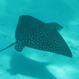 Raie Léopard (Eagle Ray) à Moorea